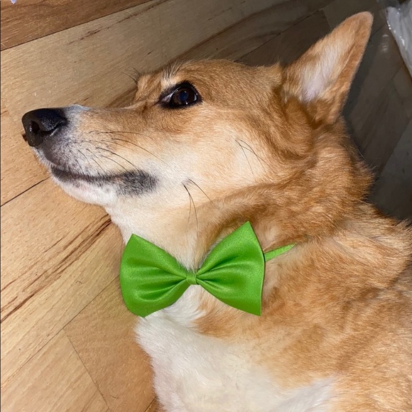 Dog Bow Tie - Picture 3 of 5